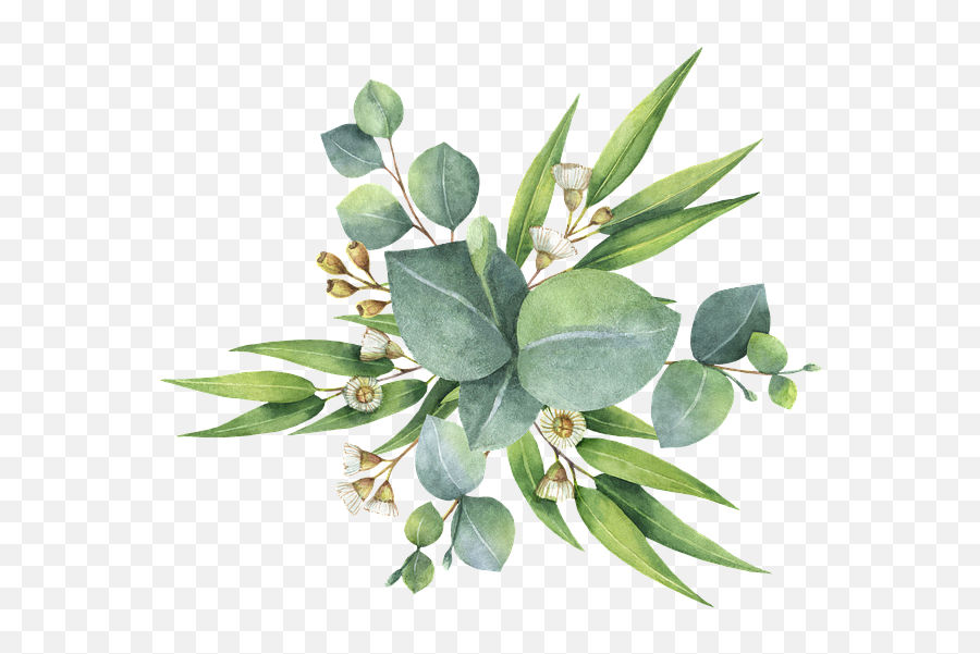 Flowers Leaves Plant - Australian Native Flowers Background Emoji,Greenery Png