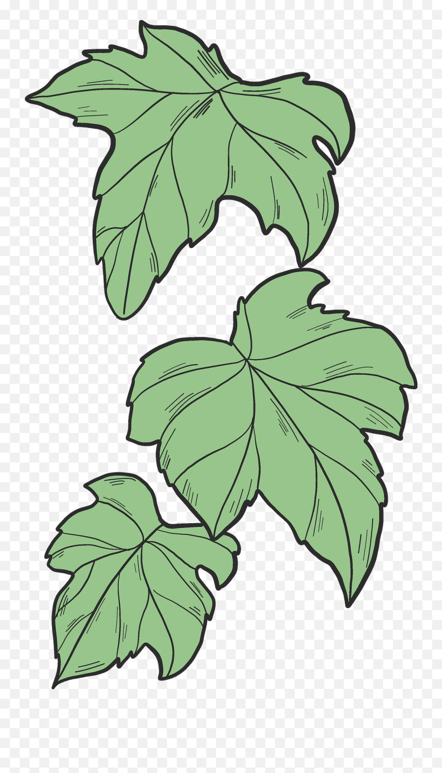 Ivy Leaves Clipart Free Download Transparent Png Creazilla - Grapevines Emoji,Leaves Clipart