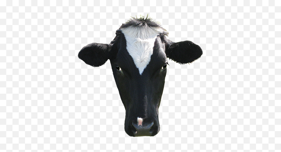 Animal Clip Art - Cow Front View Png Emoji,Cow Head Clipart