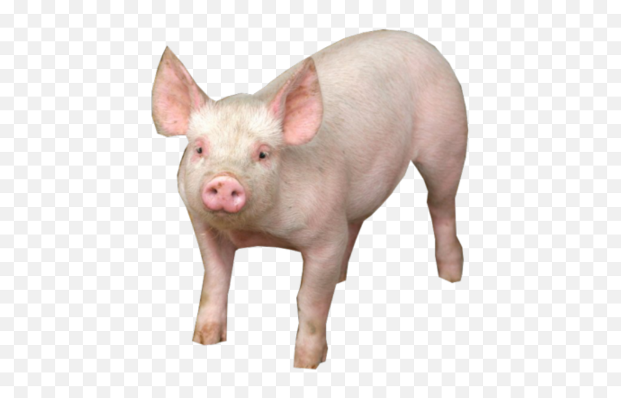 Pig Png Image - Pig Png Emoji,Pig Transparent