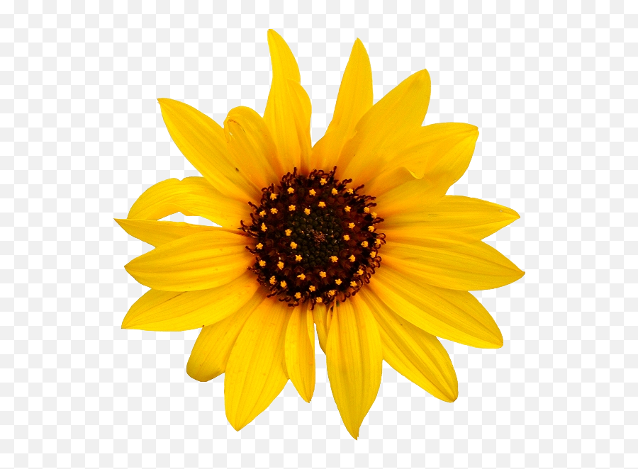 Sunflower Transparent Hq Png Image - Sunflower Png Emoji,Transparent Sunflowers