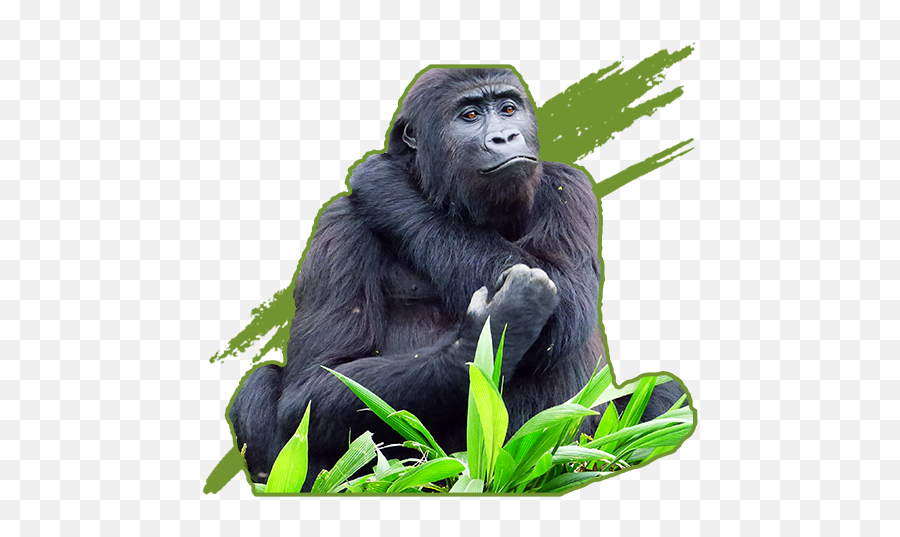 Kalonge - Ugly Emoji,Gorilla Group Logo
