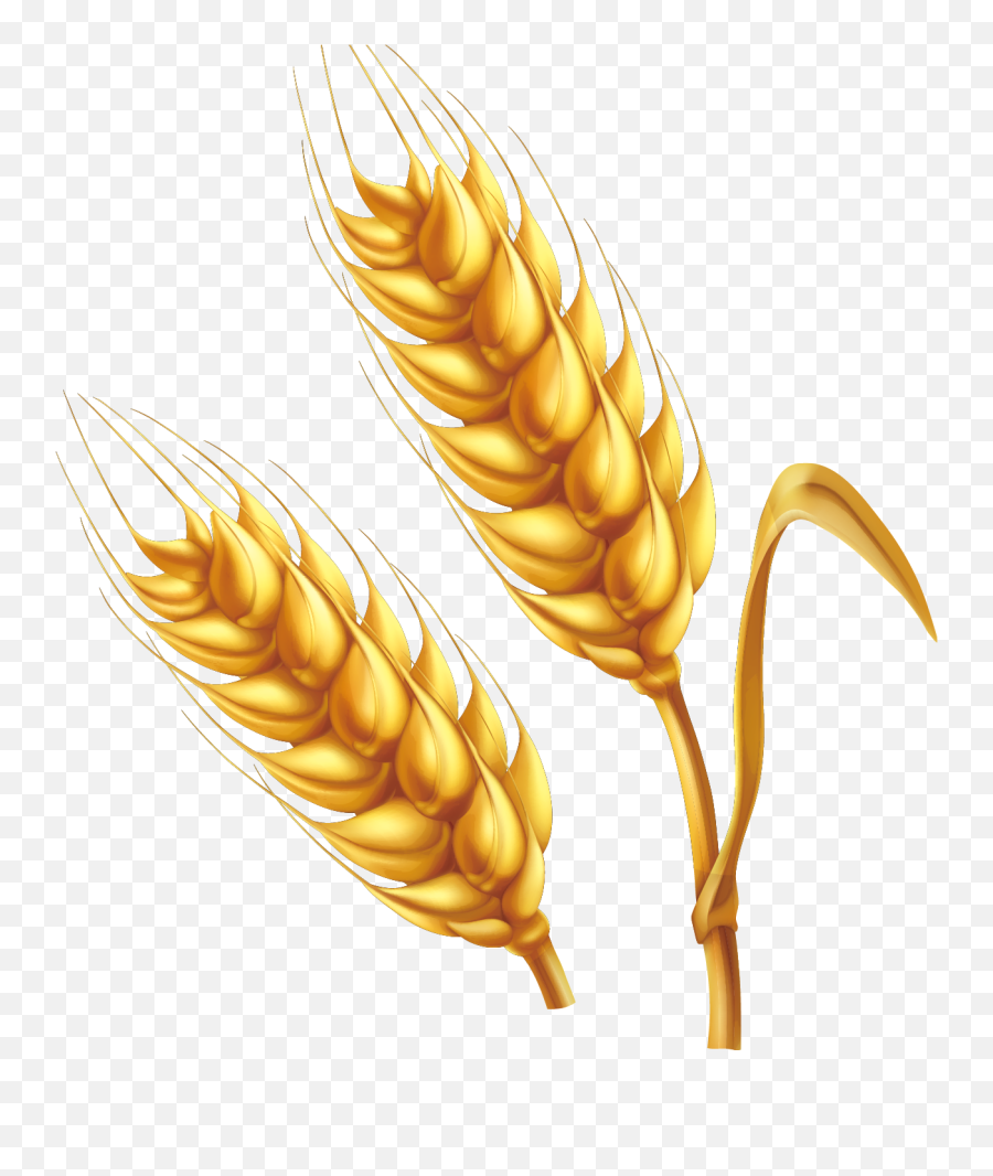 Wheat Cartoon Illustration - Crop Cartoon Transparent Background Emoji,Wheat Png