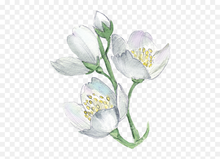 White Flower Plant Illustration - Watercolor Flowers Png Emoji,Watercolor Flower Transparent Background