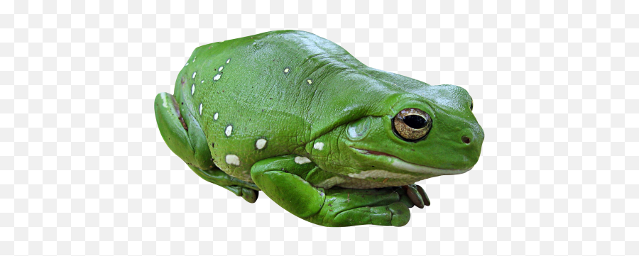 Green Frog Png - Green Frog Png Emoji,Frog Png