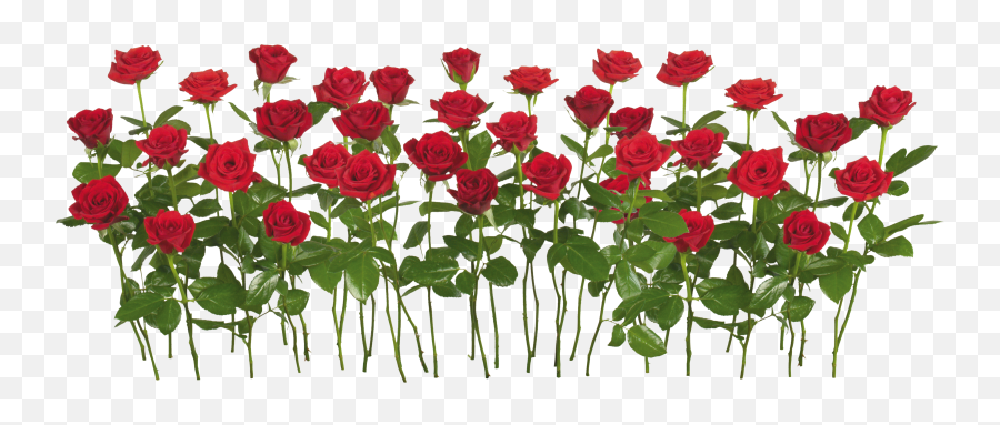 Red Rose Png Image - Transparent Rose Garden Png Emoji,Roses Transparent