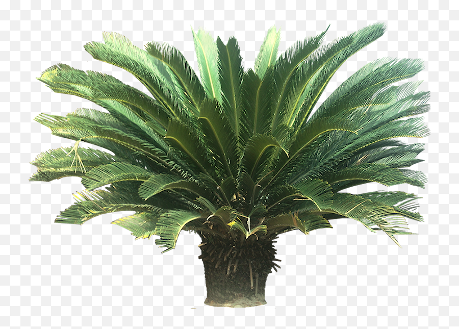 A Collection Of Tropical Plant Images With Transparent - Transparent Background Tropical Plant Png Emoji,Plant Transparent Background