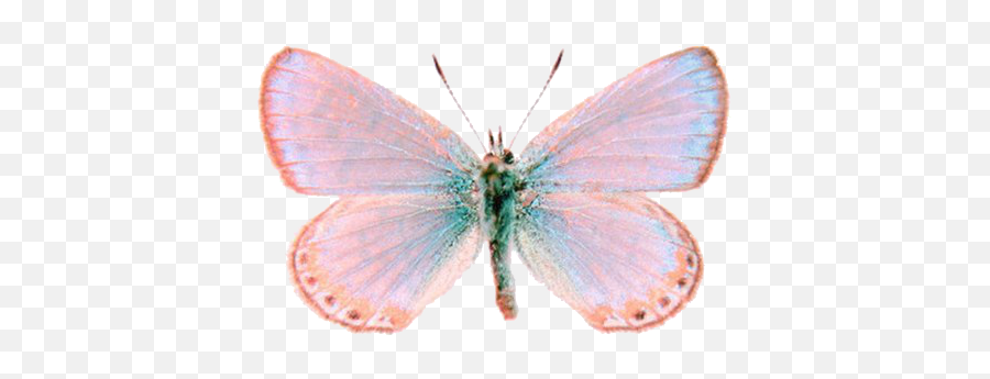 Shared By Wildfire Find Images And Videos About Tumblr - Transparent Butterfly Emoji,Butterfly Transparent