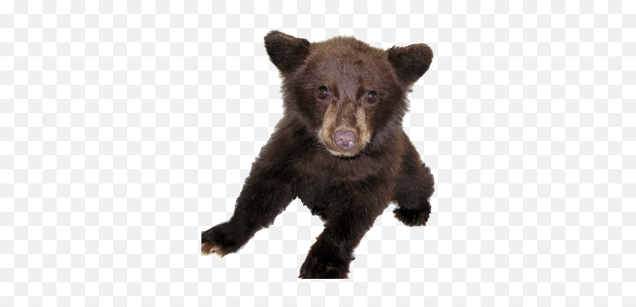 Bear League - Black Bear Cub Transparent Emoji,Cubs Bear Logo