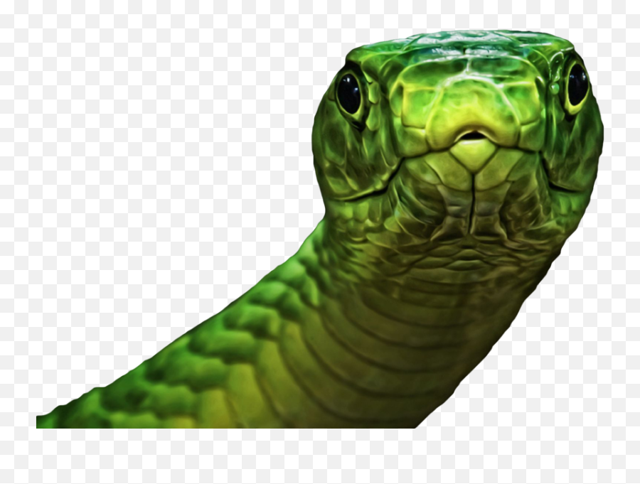 Snake - Green Snake Psd Emoji,Green Snake Png