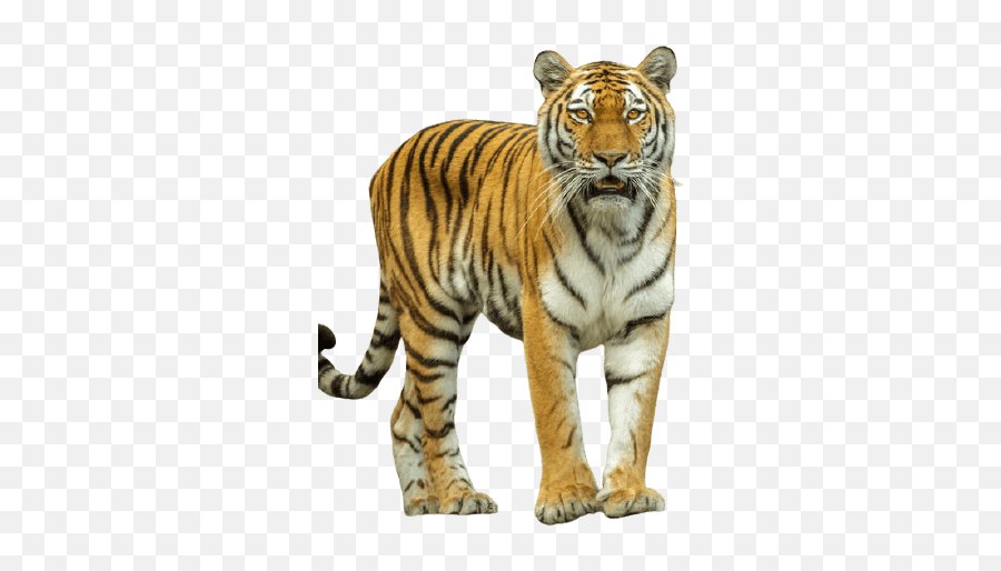 Best - Tiger Images Download Emoji,Tiger Transparent Background