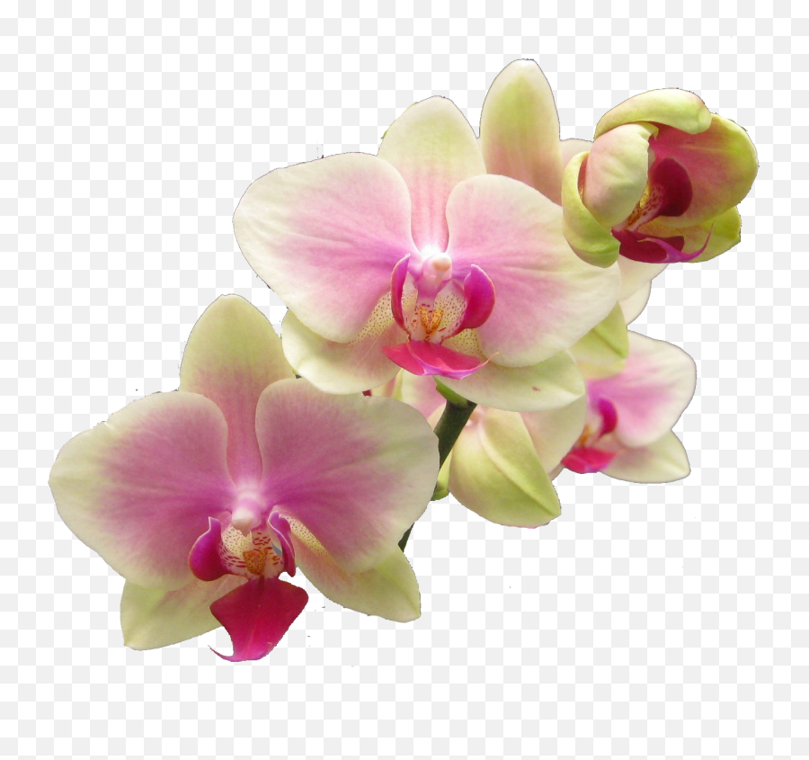 Orchids Png - Clip Art Library Emoji,Orchid Transparent Background