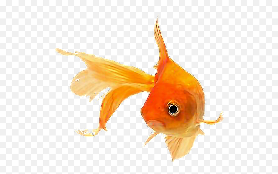 Cute Fish Goldfish Sticker Tumblr Aesthetic Overlay - Golden Emoji,Cute Fish Png