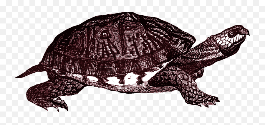 Free Box Turtle Png Clipart - Getintopik Vintage Turtle Emoji,Turtle Png