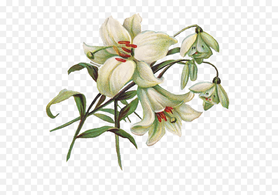 Library Of Vintage Easter Lily Picture - Vintage Easter Lily Clipart Emoji,Easter Lily Clipart