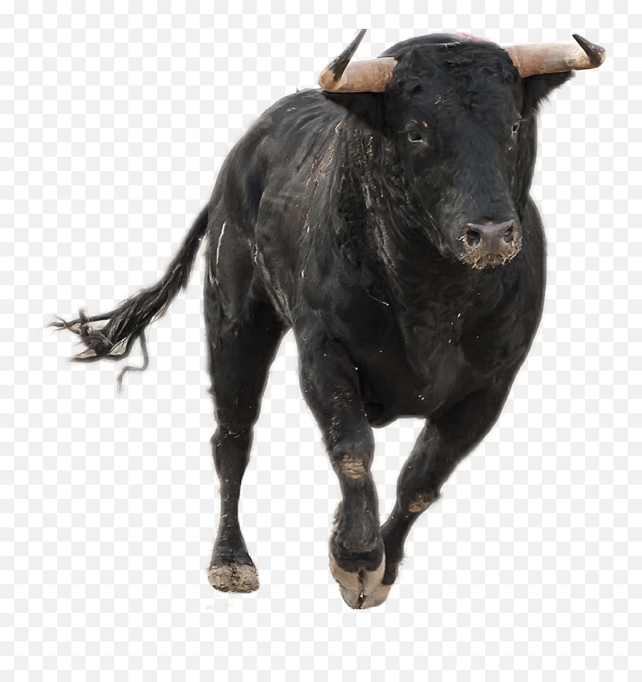 Hd Bull Taurus Running Rodeo Sticker By - Bull Transparent Png Emoji,Bull Png