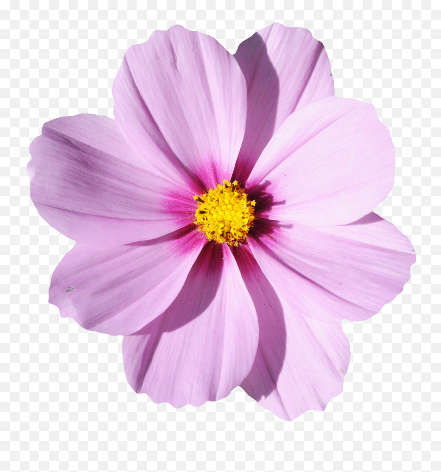 Blossom Flower Png Transparent Image - Transparent Flower Png Emoji,Flower Transparent