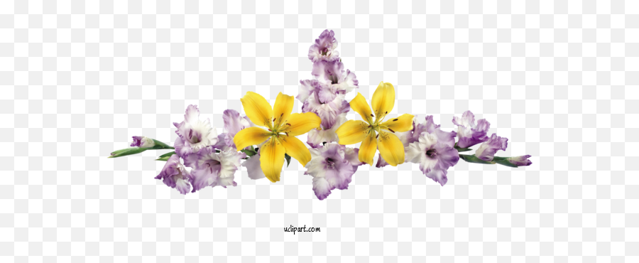 Flowers Floral Design Flower Cut Flowers For Flower Clipart - Moth Orchids Emoji,Cut Clipart