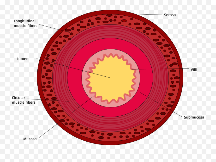 Cross Section Of A Small Intestine - Cross Section Of Intestine Emoji,Small Png