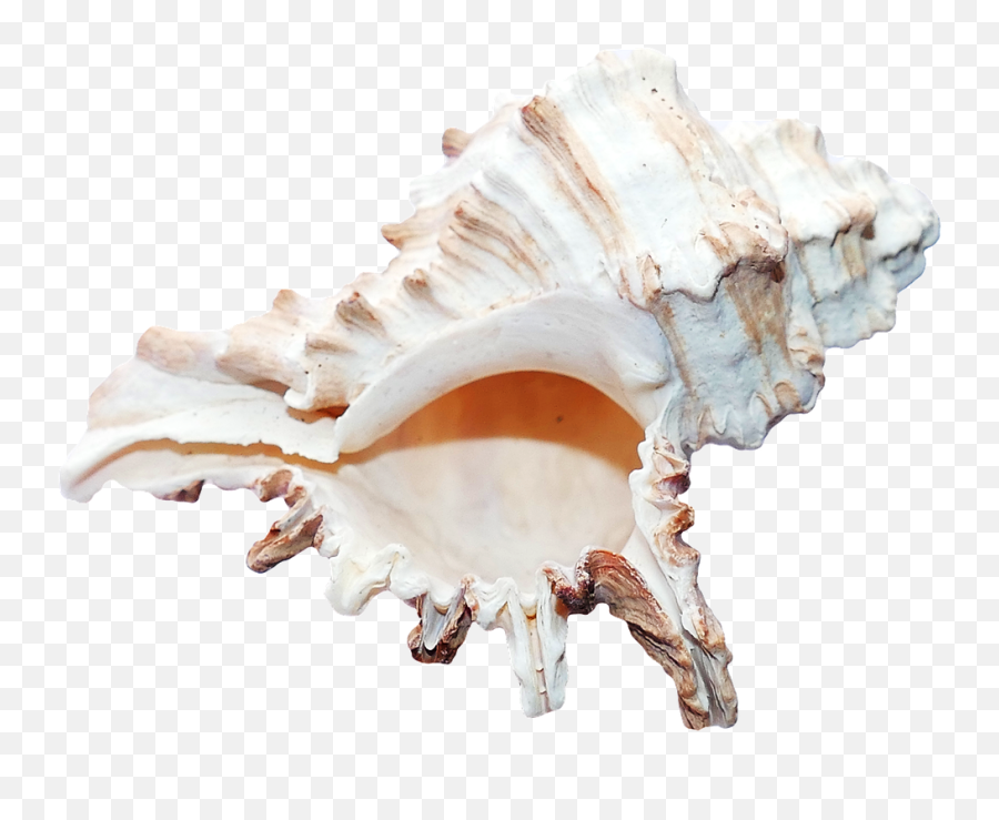 Sea Shells Ocean Beach Vacation Png Picpng Emoji,Ocean Transparent Background