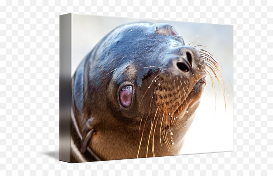Baby Sea Lion With Amazing Eyes Galapagos By Brian Lewis Emoji,Sea Lion Png