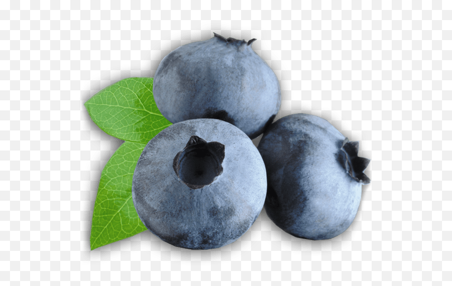 Transparent Blueberry Clipart Png Image - Oran Berry Vs Blueberry Emoji,Blueberry Clipart