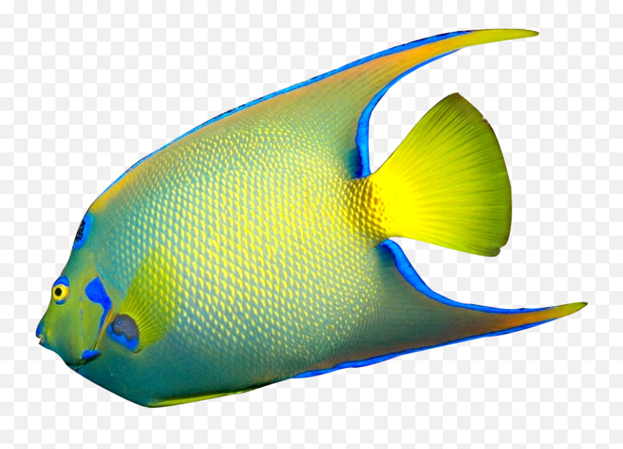 Angel Fish Clipart - Tropical Fish Art Png Emoji,Fish Transparent Background