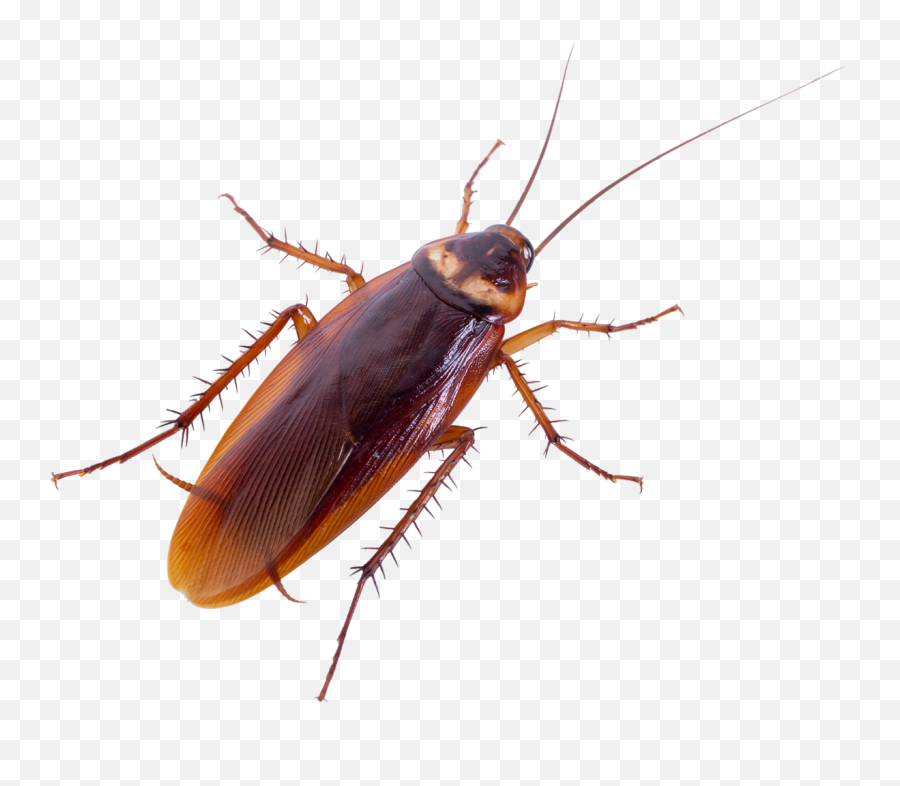 Oklahoma Homeowners Guide To Avoiding Emoji,Cockroach Png