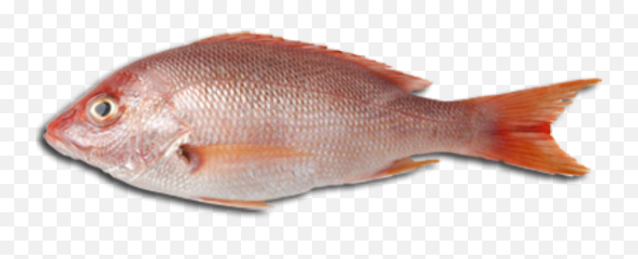 Salmon Clipart Fish Protein Salmon Fish Protein Transparent - Heera Fish Emoji,Salmon Clipart