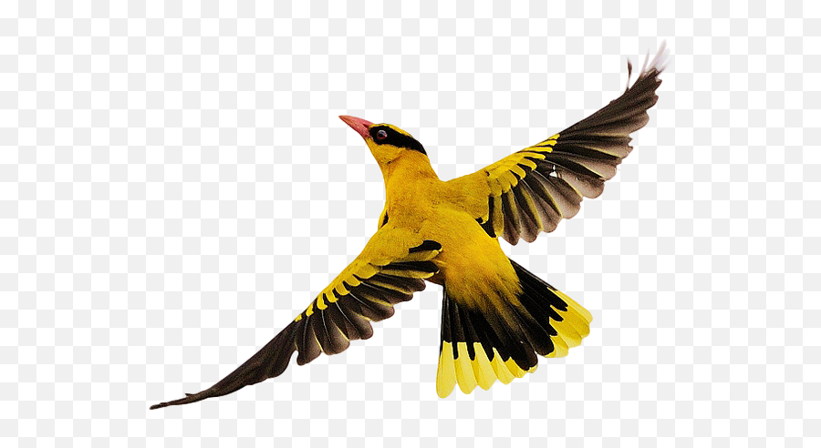 Bird Flight - Portable Network Graphics Emoji,Birds Flying Png
