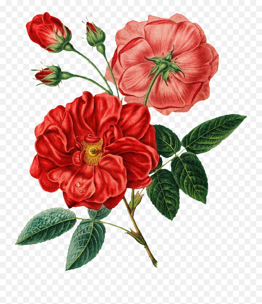 Red Flower Png - Transparent Flower Illustration Png Emoji,Red Flower Png