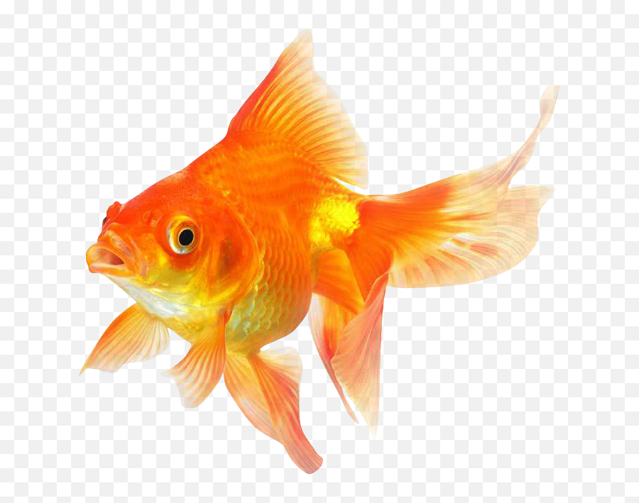 Goldfish Png Image Background - Goldfish Png Transparent Emoji,Gold Fish Png