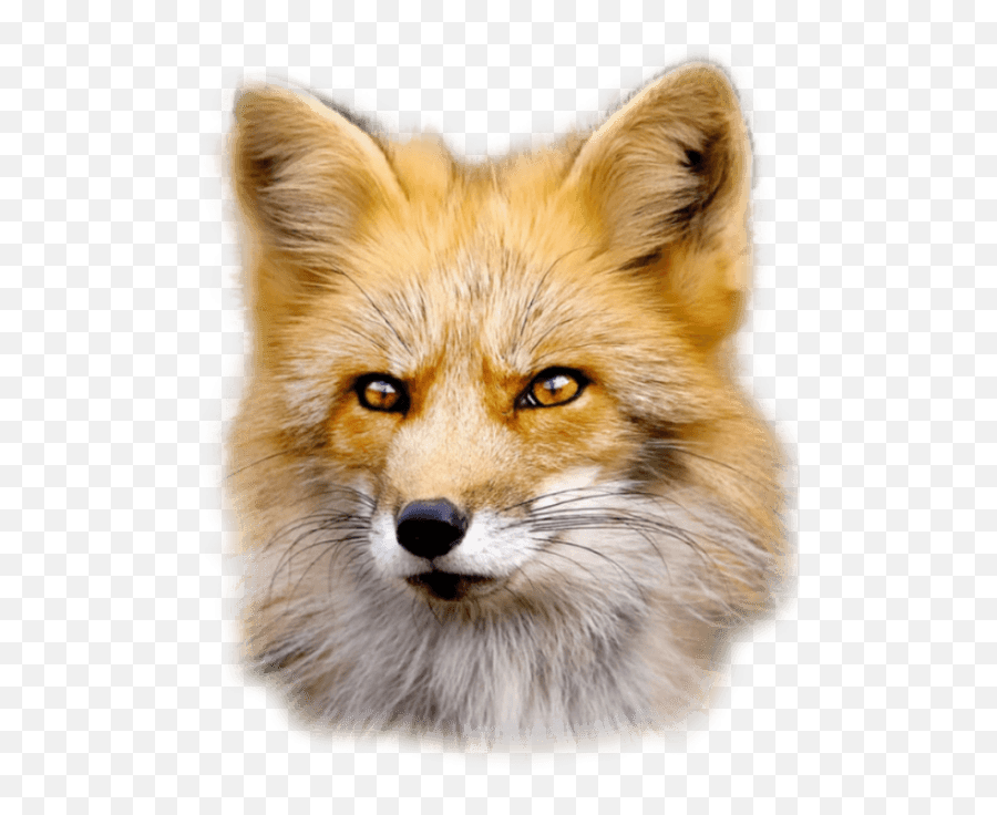 Fox Head Png Clipart Download - Fox Face Png Emoji,Head Png