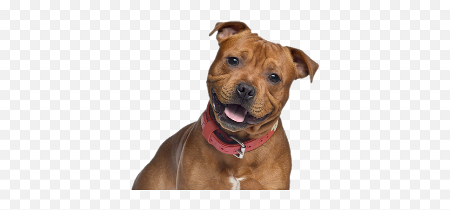 Cute Pitbull - Staffordshire Bull Terrier Emoji,Pitbull Png