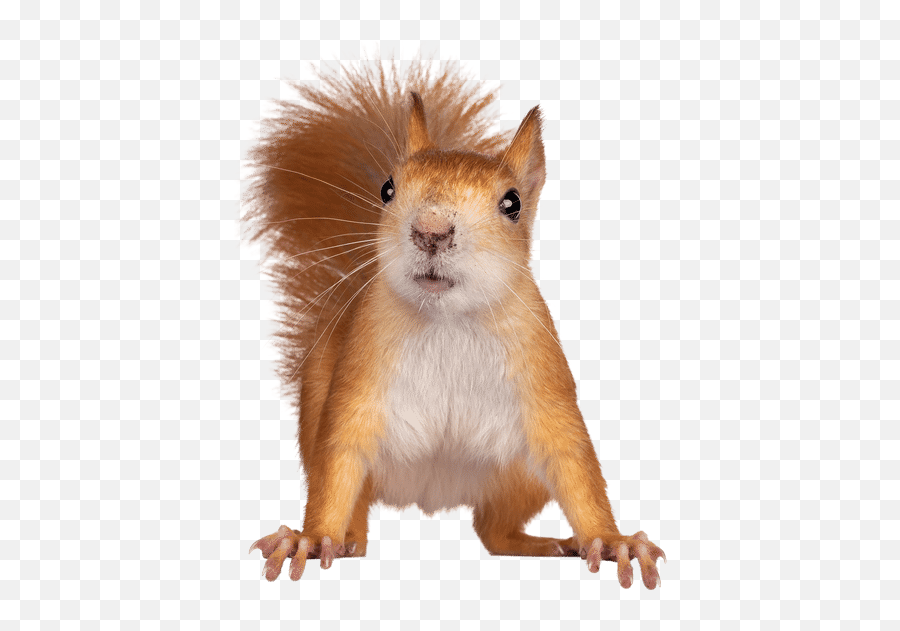Nynkevanholten - Red Fleas On Squirrel Emoji,Squirrel Transparent Background