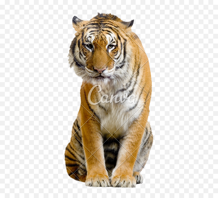 Sitting Tiger Transparent Image - Transparent Tiger Sitting Png Emoji,Tiger Transparent Background