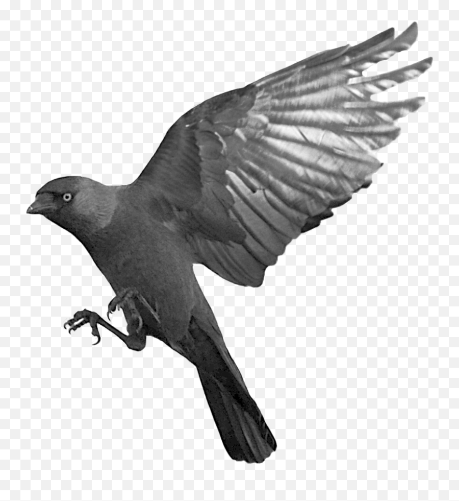 Raven Flying Transparent Png Vector Cli 265089 - Png Raven Transparent Background Emoji,Raven Clipart