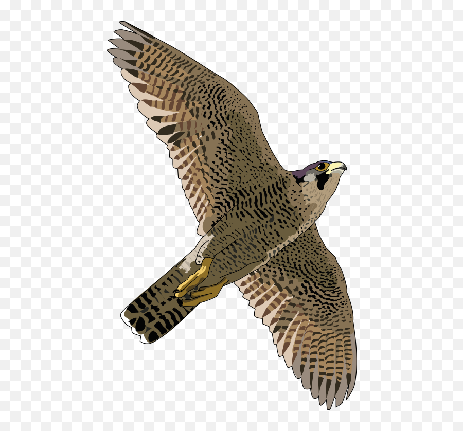 Falcon Png Alpha Channel Clipart Images - Flying Falcons Png Emoji,Falcon Clipart