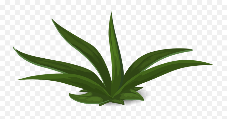 Green Plants Leafy - Green Plant Design Transparent Background Emoji,Greenery Png