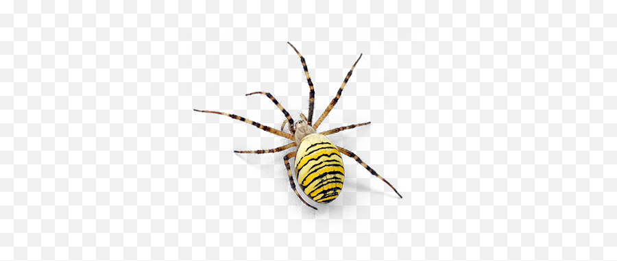 Hulett Pest Control - Yellow Garden Spider Emoji,Cleveland Spiders Logo