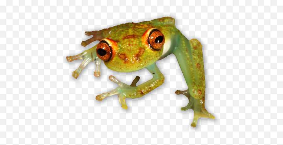Rainforest Animals Png - Rainforest Animals Png Emoji,Animals Png