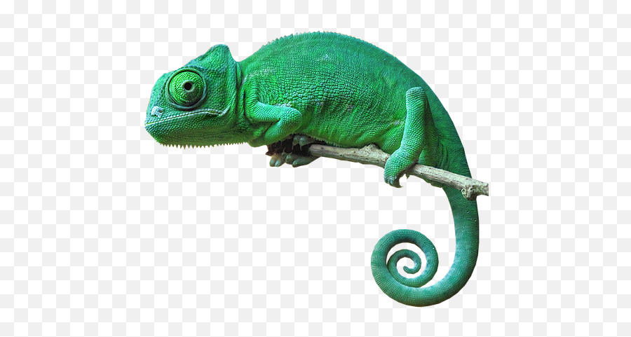 Download Chameleon Camouflage Reptile Lizard Green Emoji,Lizard Transparent Background
