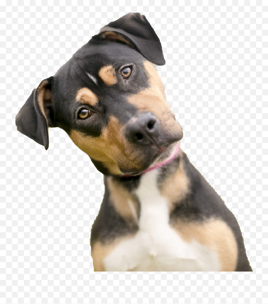 Dog Looking Png Photos - Dog Looking Emoji,Dog Png