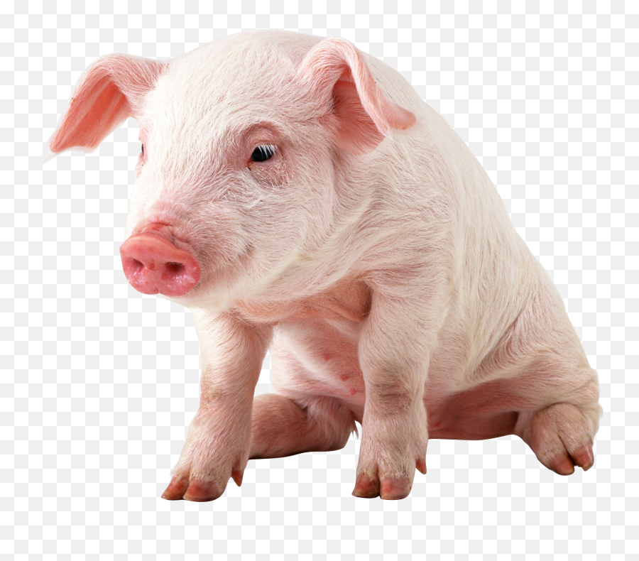 Pigs Clipart Transparent Background - Pig Png Emoji,Pig Transparent