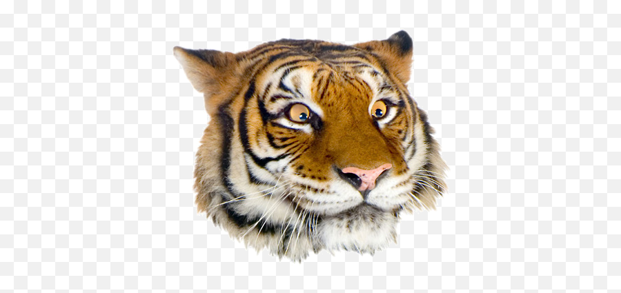 Tiger Png Face U0026 Free Tiger Facepng Transparent Images - Funny Animal Faces Png Emoji,Tiger Face Clipart