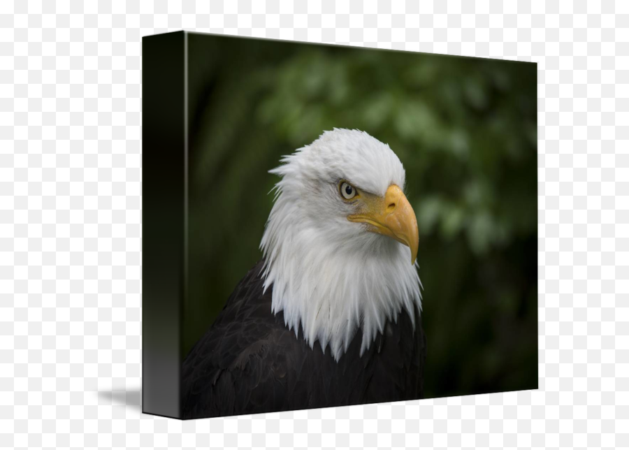 Bald Eagle Head By Betty Sederquist - Bald Eagle Emoji,Bald Eagle Transparent