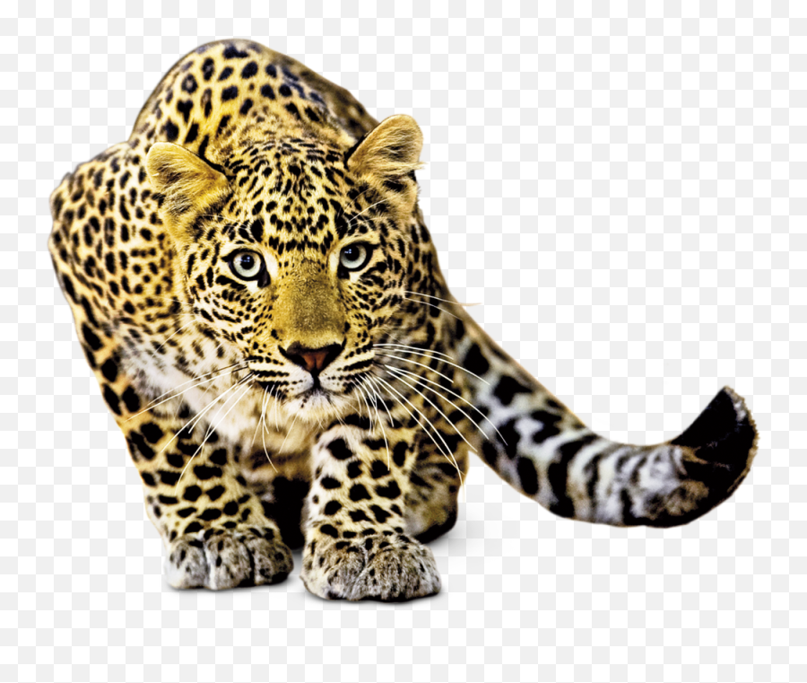 South Africa Animals Png Transparent - Amazon Animal Png Emoji,Animals Png