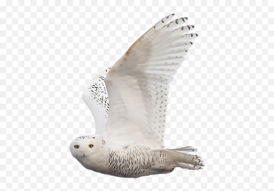 Snowy Owl Png Full Size Png Download Seekpng Emoji,Ovo Owl Png