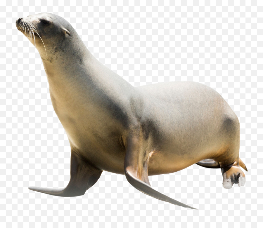 Seals Emoji,Sea Lion Png