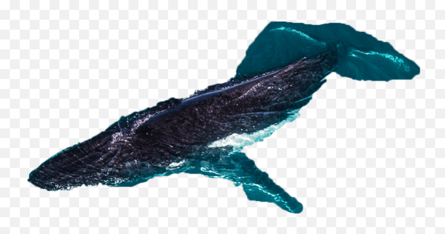 Humpback Whale Swim Tours - Ningaloo Discovery Emoji,Humpback Whale Png